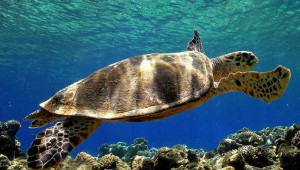 Tartarughe Caretta Caretta