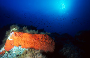 Immersioni e Snorkeling a Lampedusa