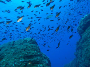 Immersioni e Snorkeling a Lampedusa