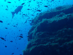 Immersioni e Snorkeling a Lampedusa